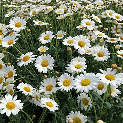 Tke Farms - Roman Chamomile Seeds For Planting, 250 Mg Approx. 1500 Seeds, Anthemis Nobilis #TOP17