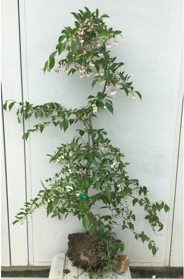 現シダレエゴノキ 赤花 樹高1.2m(根鉢含まず)08庭木/苗木/植木 楽天 現シダレエゴノキ 赤花 樹高1.2m(根鉢含まず)08庭木/苗木/植木 楽天