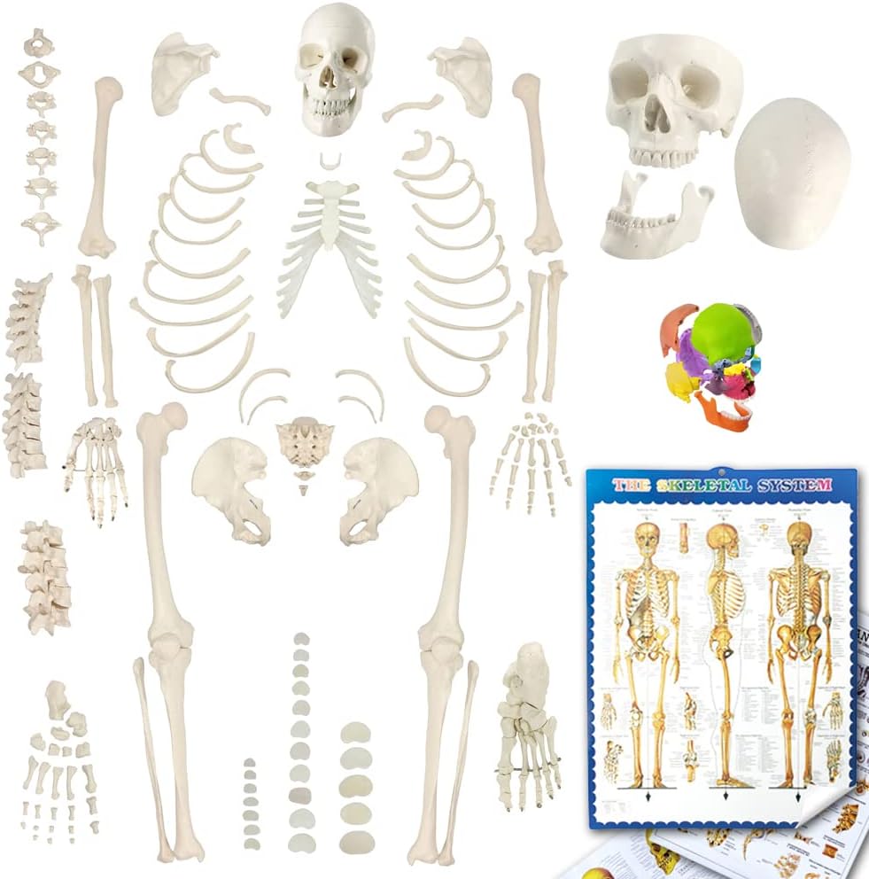 Evotech Disarticulated Human Skeleton Model for Anatomy 67'' Full Size Skeleton Model W/Half Size15Pcs Exploded Skull, Posters, Skull, Spine, Bones, Articulated Hand Foot, for Anatomy Medical Learning