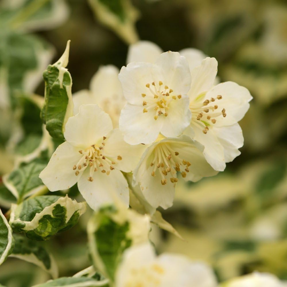 Philadelphus coronarius 'Variegatus' Mock Orange Shrub – Variegated Foliage with Fragrant White Blooms – Hardy Deciduous Garden Plant - 2X 3.6 Litre Potted Plants by Thompson & Morgan
