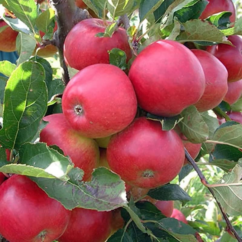 Healthy Vibe Apple Gala plant Red Variety Grafted Seb Fruit Live Plants Kashmiri Hybrid Plant Tropic Sweet Low Chill Variety Grafted Plants (Apple Gala plant) (B0CV4B2Z4G) Amazon Price History, Amazon Price Tracker