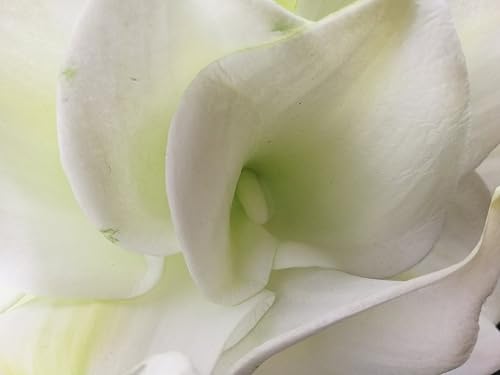 Miniatura 5 de Látex real Touch Calas Artificiales Ramo de flores boda fiesta restaurante Hogar Jardín Decoraciónmontón de 10