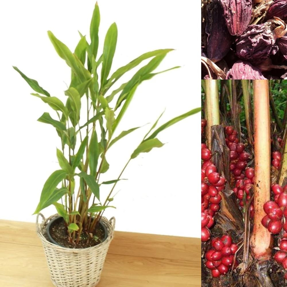 See full amazon price history chart for Dishita - Go green Live Badi Elaichi Black Cardamom Spice Plant - Darjeeling Variety Dishita - Go green Live Badi Elaichi Black Cardamom Spice Plant - Darjeeling Variety (B07K8SK6CW) Amazon Price History, Amazon Price Tracker