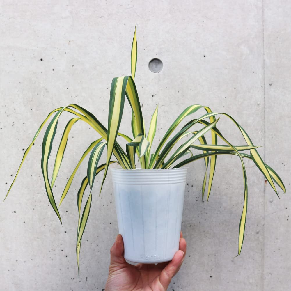 現物「ユッカ・カラーガード」9号 Yucca filamentosa ユッカ・カラー 現物「ユッカ・カラーガード」9号 Yucca filamentosa ユッカ・カラー