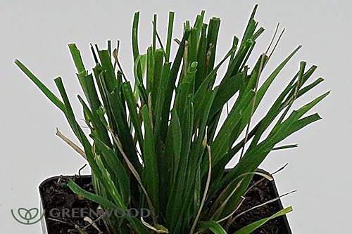 Miniatura 3 de Greenwood Nursery Hierbas ornamentales en vivo - Hierba rosa de las pampas + Cortaderia Selloana - Cantidad 2 macetas de pinta - (Haga clic para