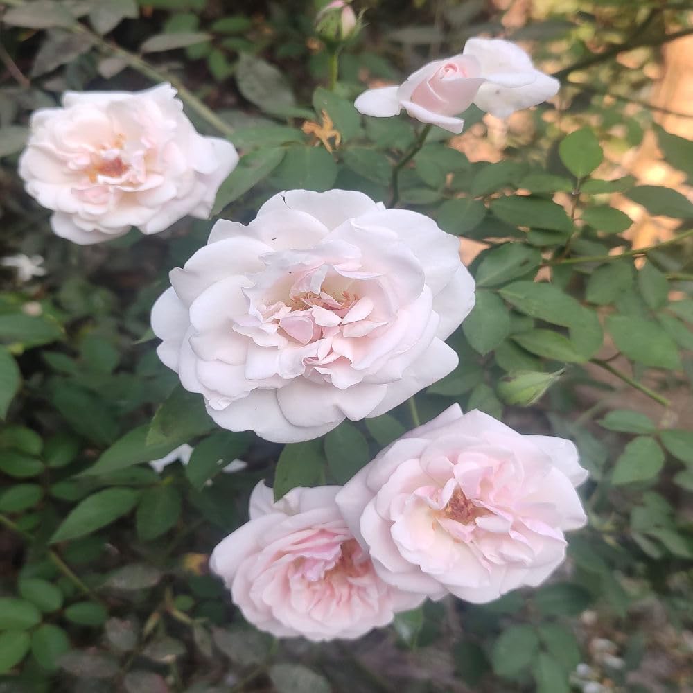 VAMSHA NATURE CARE Desi White Rose Plant Live Pink for Outdoor Gardening (Pack of 1) (B0CYR5WBRQ) Amazon Price History, Amazon Price Tracker