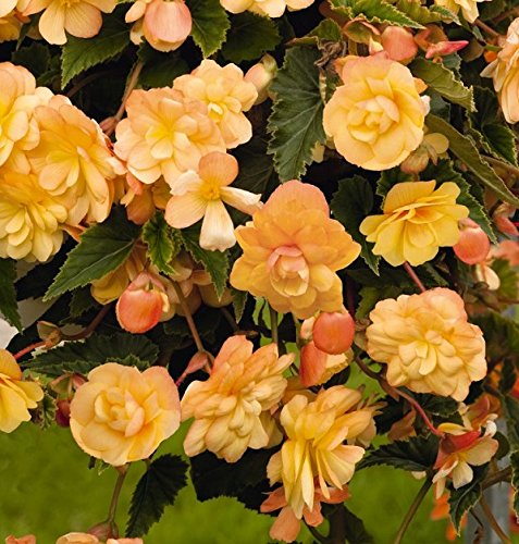 Pack x3 Hanging Begonia 'Illumination Apricot' WPC Prins Quality Bulbs/Tubers