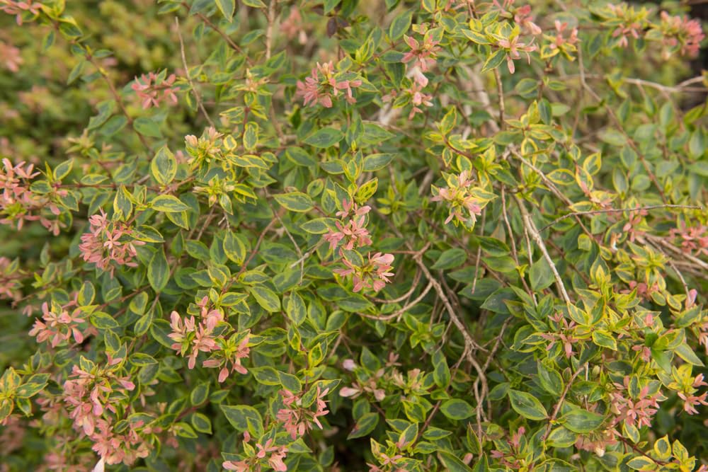 View 4