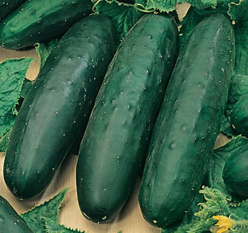 Semillas Planta Pepino para Cultivar en Huerto Urbano