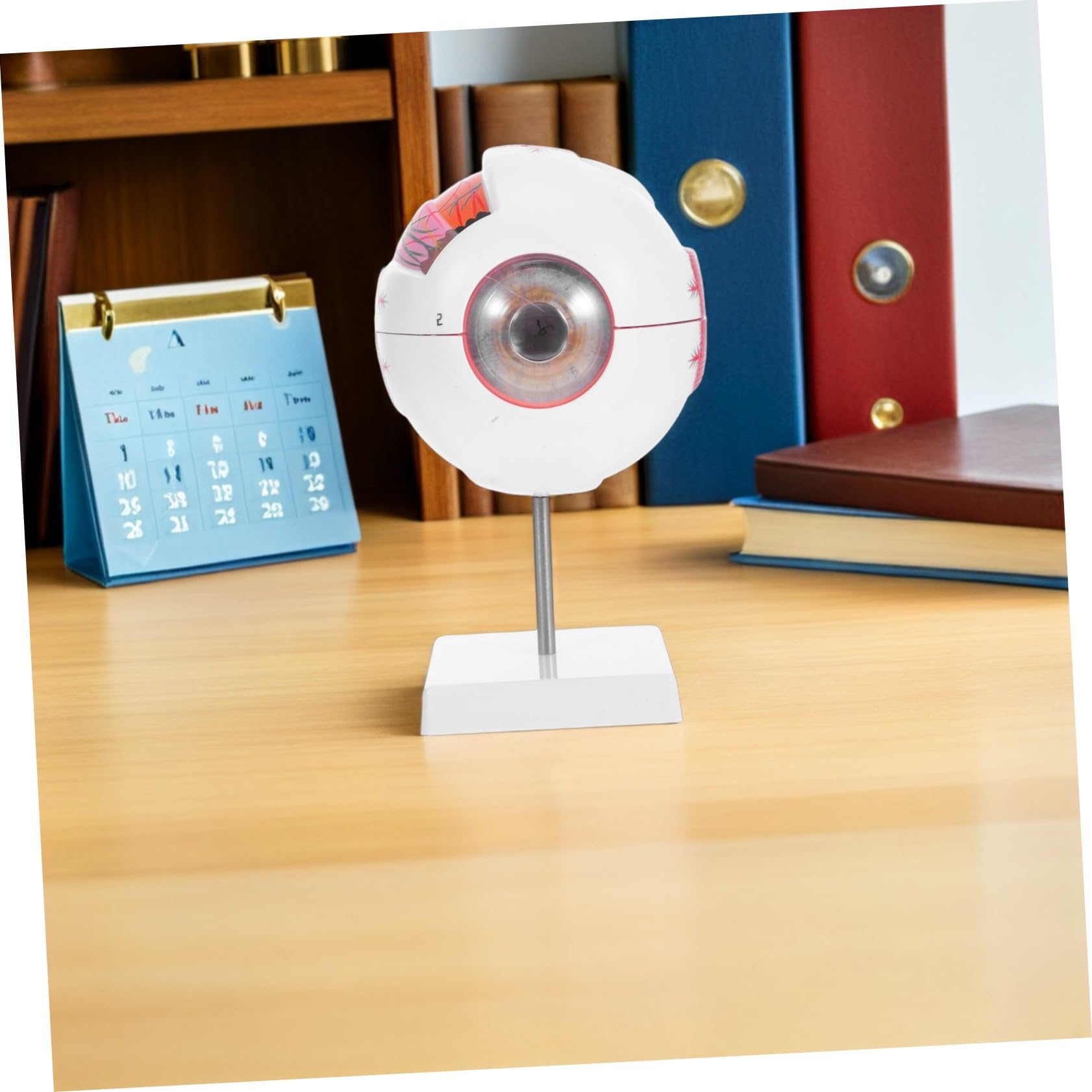 PRETYZOOM Modelo de Ojo Médico Numerado y Desmontable Estructura Anatómica Realista Material Didáctico para Laboratorios de Ciencias y Enseñanza Médica