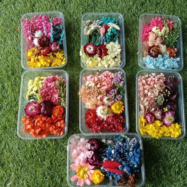 Dried Flower Collection Set, Natural Mixed Color Preserved Flowers, 7 Pack Assorted Floral Arrangements in Clear Storage Containers, Perfect for Crafting and Decoration-image-34
