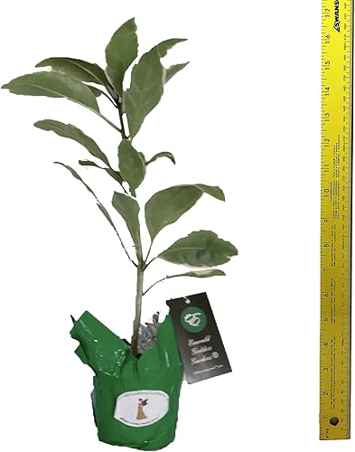 Miniatura 4 de Copas de vid de cáliz abigarradas de oro, floración rara tropical, planta viva tropical con aroma de coco, flor amarilla, tamaño inicial, maceta de