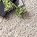 nuLOOM Clare Solid Shag Area Rug, 5'3