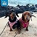 Best Pet Supplies Voyager Step-in Air Harness - All Weather Mesh, Reflective, No Pull Harness for Dogs, Cats - Secure with Hook & Loop Fastener, Buckle, Double D-Rings - Fuchsia, L