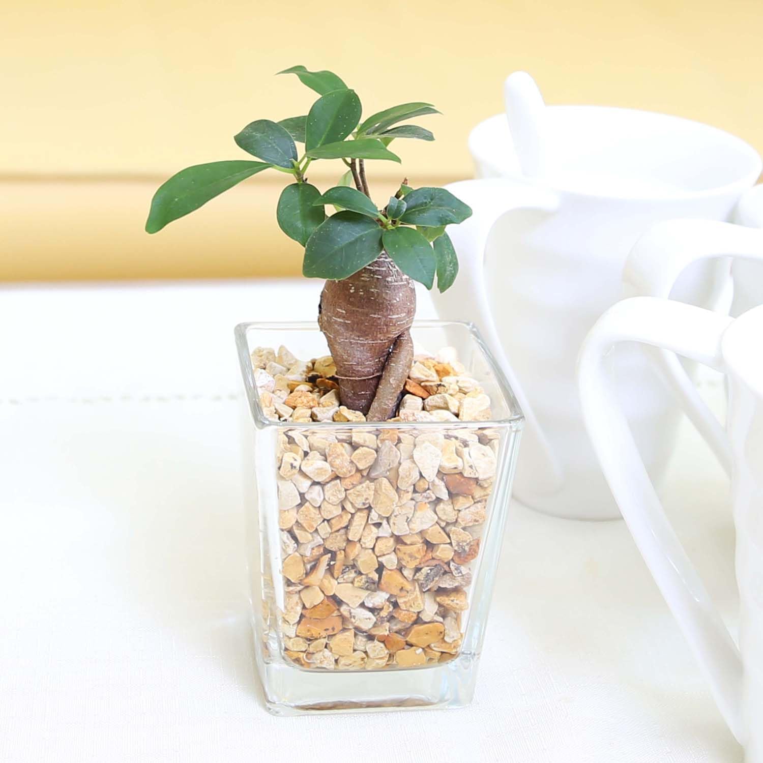 地専用植物 Amazon｜【ブルーミングスケープ】土を使わない観葉植物