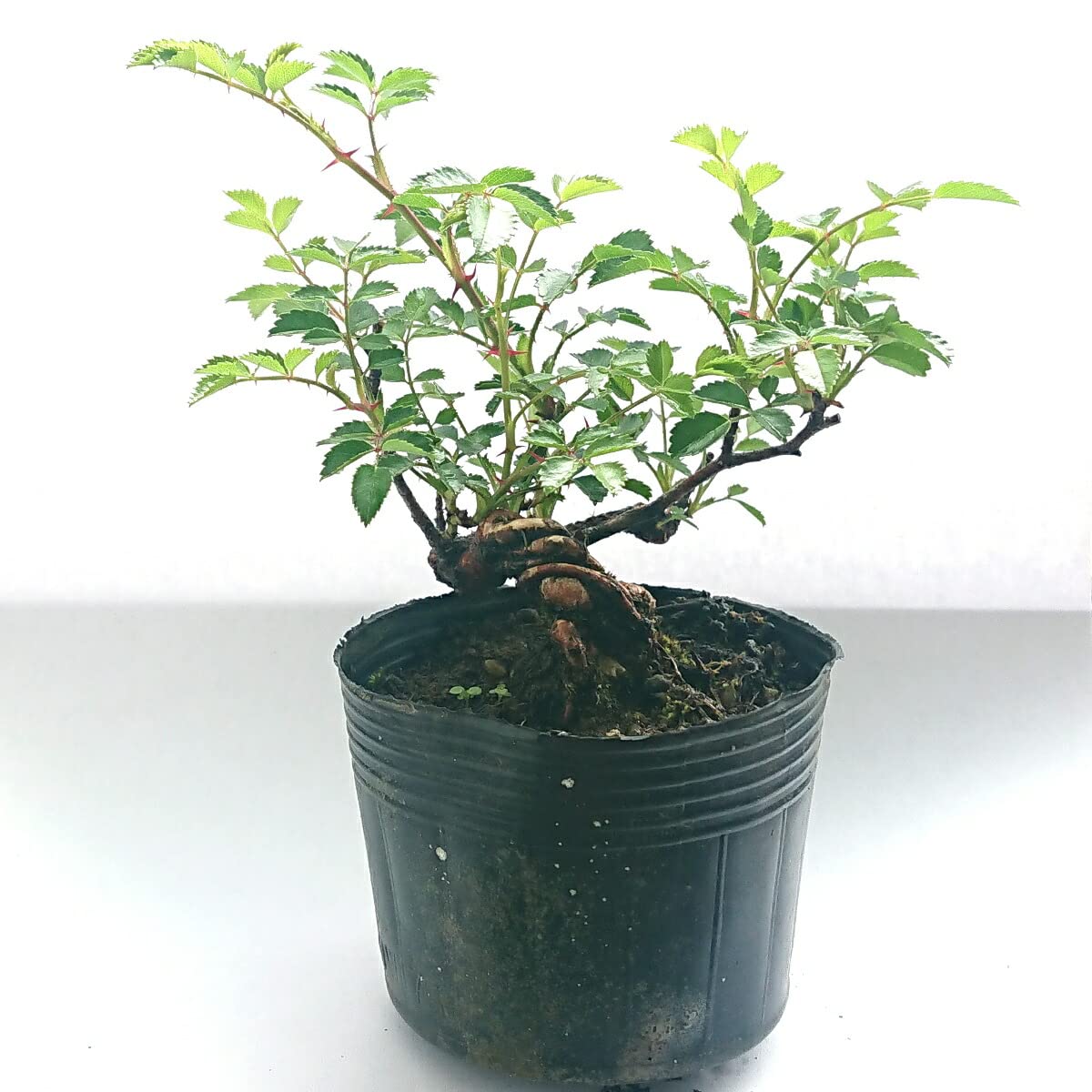 7*!様 野薔薇盆栽 7*!様 野薔薇盆栽 - trumawebshop.com