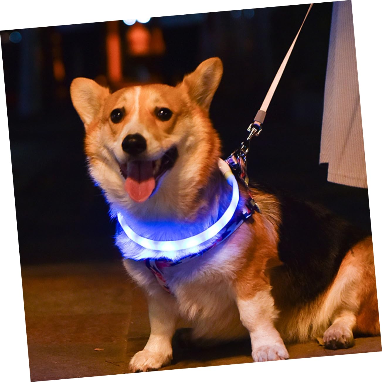 PRETYZOOM 3 Ensembles Collier Lumineux pour Animaux De Compagnie Collier LED Petit Collier De Chiot Lumière De Collier De Chien Lustre LED Batterie Intégrée Payant Blanche Lumière Aveuglante