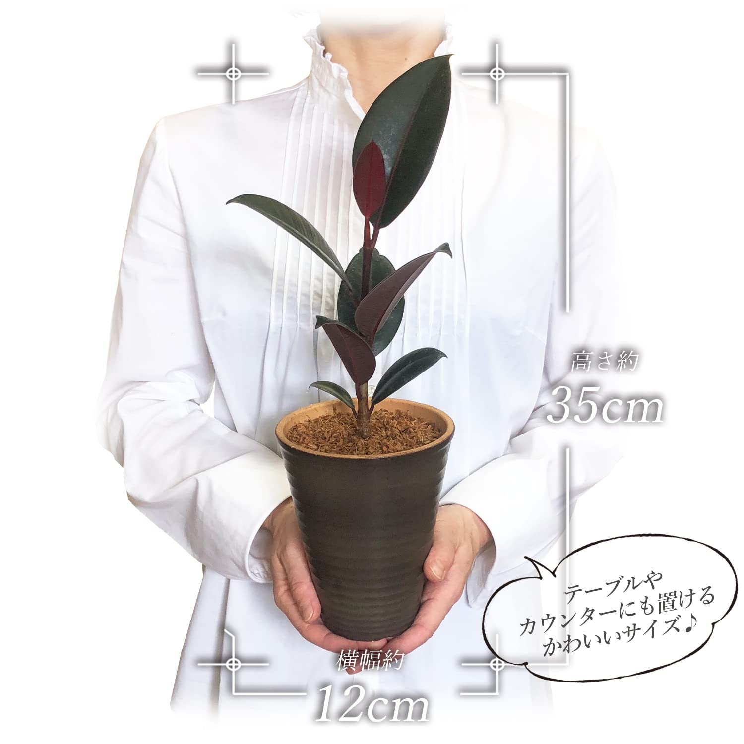 Amazon｜花のギフト社 フィカス ルビー ゴムの木 観葉植物 本物