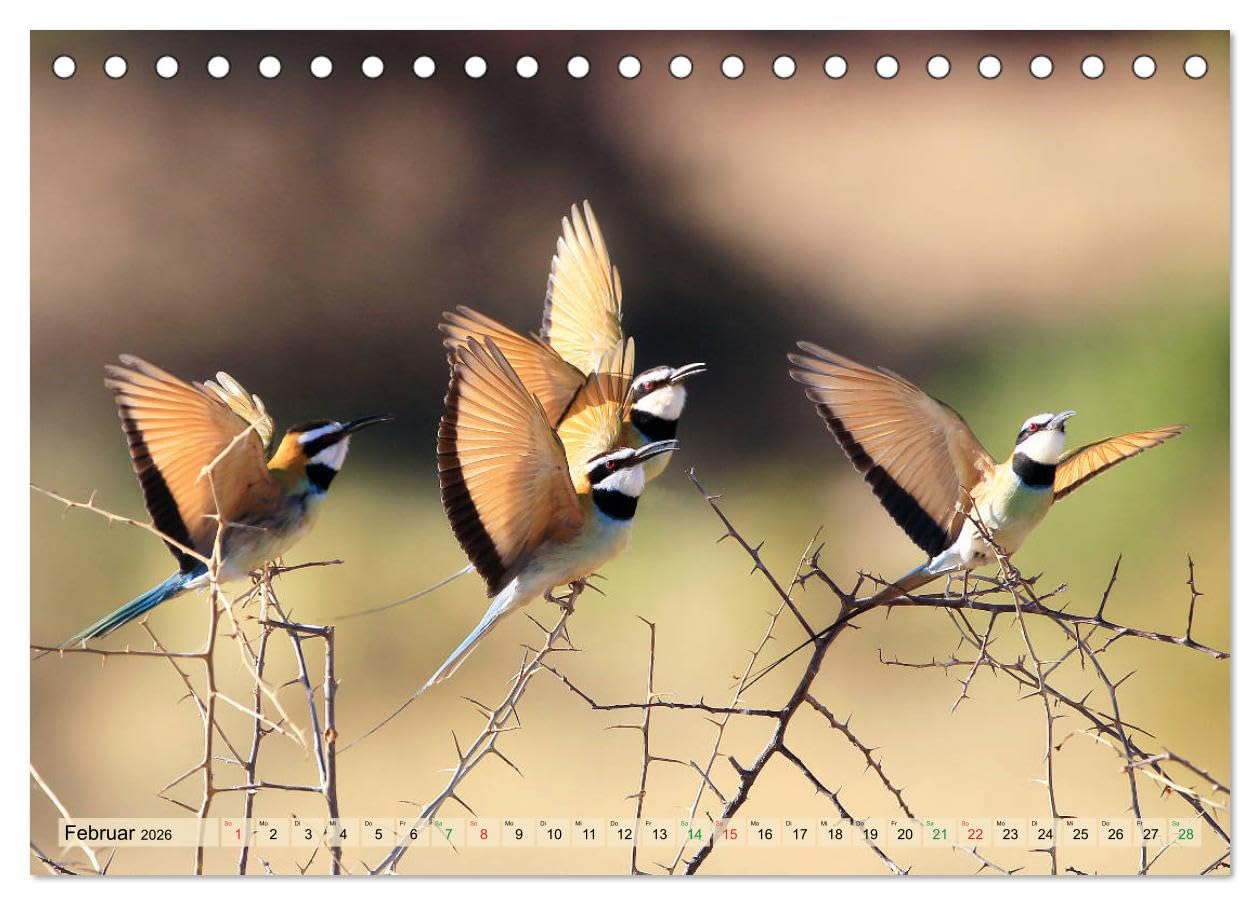 Vögel in Afrika - Magie der Farben (Tischkalender 2026 DIN A5 quer), CALVENDO Monatskalender: Afrika - auch ein Vogelparadies! (CALVENDO Tiere)