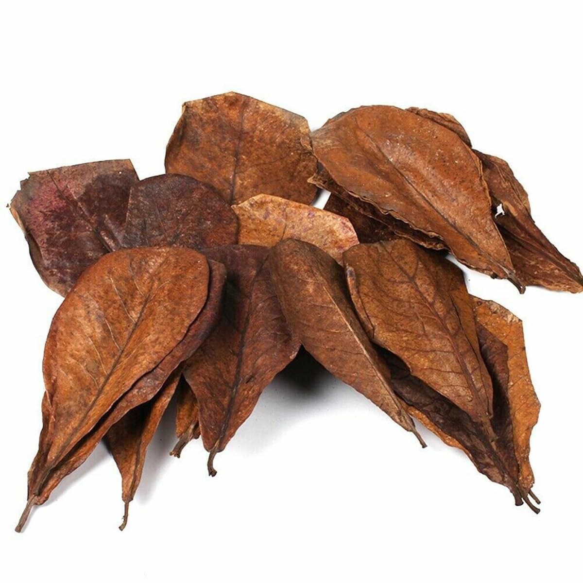 Dry Indian Almond Leaves Catappa Leaves for Shrimp Bettas Tropical Aquarium Fish (10 Piece), All Life Stages-picture-18