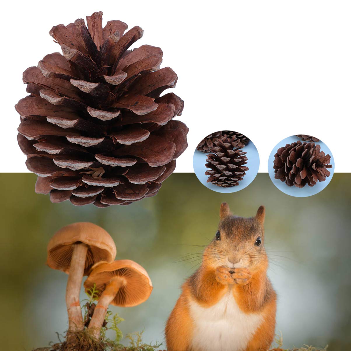 Natürliche Tannenzapfen Ornamente 50 Stück 6-8cm für Weihnachten | Wiederverwendbar, Winterdekoration für Zuhause und Party, Passende Deko für Küche, Vitrine