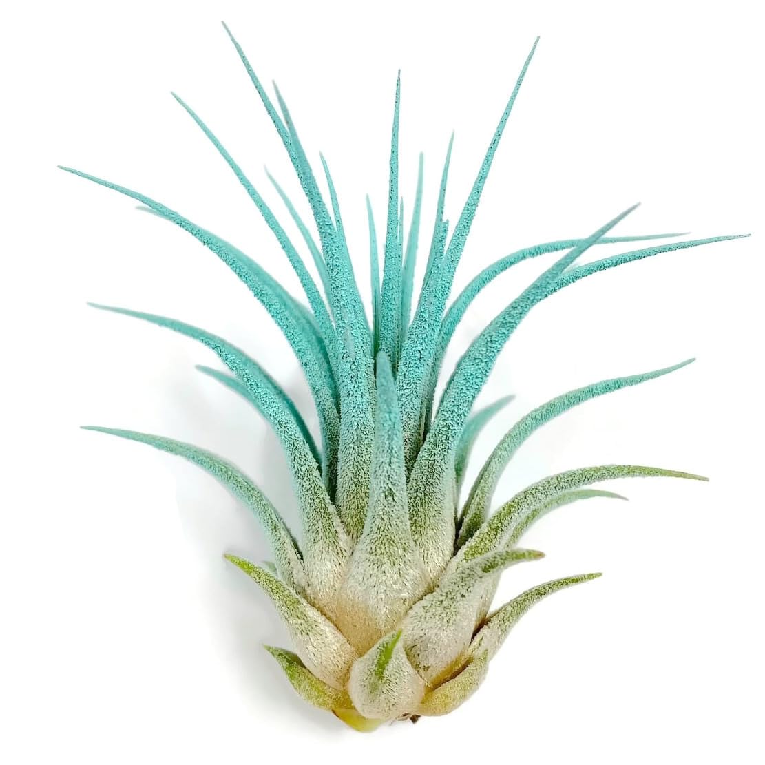 Ionantha Guatemala Tillandsia Air Plant, Guatemala Tillandsia Live Airplant, Healthy Arrival Guaranteed, Great Indoor Plant, Home Decor &amp; Gift (Jade)