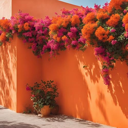 Miniatura 6 de 2 plantas de buganvilla naranja vivas, árboles de buganvillas para plantar en interiores y exteriores, jardín de 5 a 9 pulgadas de alto