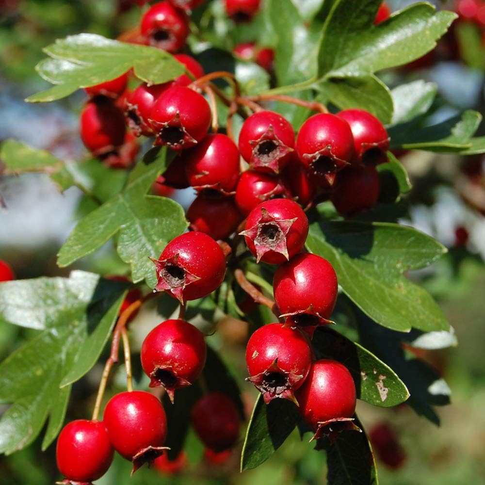 早期開花！２５０㎝,バナナ苗＝絶対王者の糖度◆超・ドワーフナムワ・キング◆耐寒強 早期開花！250㎝,バナナ苗＝絶対王者の糖度◇超・ドワーフナムワ