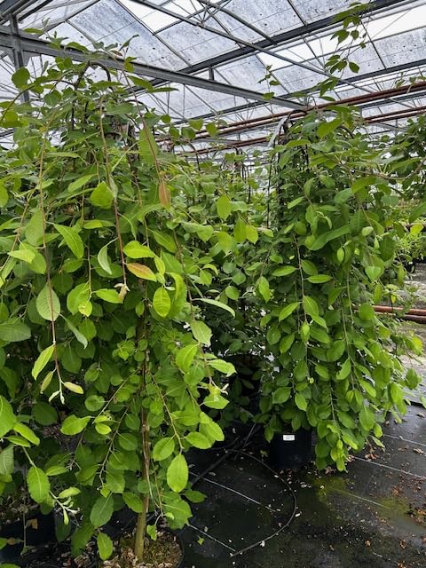 Salix Caprea Kilmarnock 120cm Stem Weeping Pussy Willow Tree. 140/150cm 7.5 Litre Pot