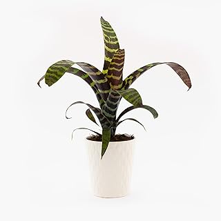 Sponsored Ad - Splenriet Plant