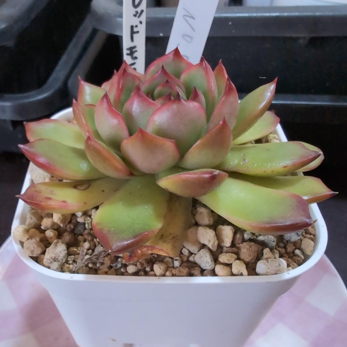 Top【選抜株】多肉植物2809レッドモラン35個鉢無し/脱土