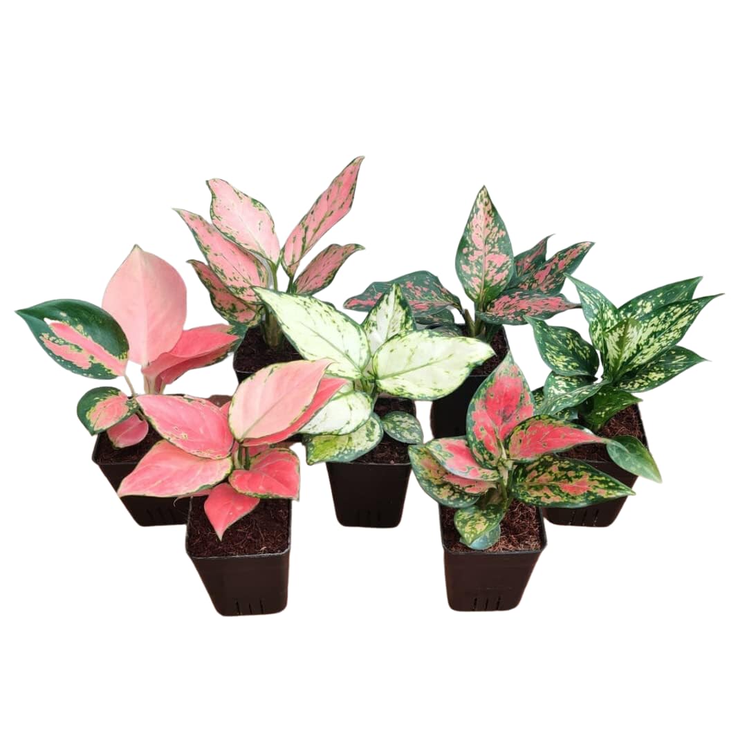 CAPPL Rare Imported Aglaonema Live Plants (7 Plants) Pot Included (B0BVBH9WHJ) Amazon Price History, Amazon Price Tracker