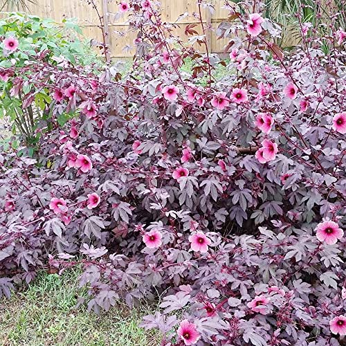 Qauzuy Garden 5 Cranberry Hibiscus Seeds, Red Leaved Hibiscus, False Roselle, African Rose Mallow, Maroon Mallow Seed | Organic Non-Gmo Heirloom Seeds | Edible & Ornamental #TOP7