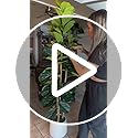 Artificial Fiddle Leaf Fig Tree with White Planter, 6ft Tall Fake Plant with Natural Wood Trunk, Faux Ficus Tree Potted Moss for Home Office Living Room Decor