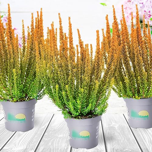 Heidekraut, Knospenheide, Besenheide \'Skyline Las Vegas Orange\' 3x Pflanze im Topf, Calluna vulgaris, für Balkon, Terrasse oder Garten, Winterhart & Mehrjährig, Blühend, Pflegeleicht, Heide Heidekraut, Knospenheide, Besenheide \'Skyline Las Vegas Orange\' 3x Pflanze im Topf, Calluna vulgaris, für Balkon, Terrasse oder Garten, Winterhart & Mehrjährig, Blühend, Pflegeleicht, Heide
