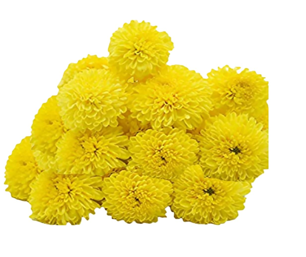 Fresh Chrysanthemum/Shevanti Flower Yellow, 100 g image 3