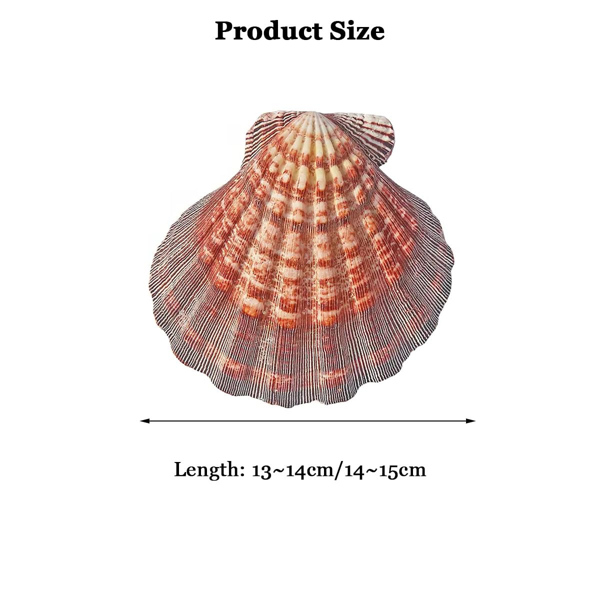 Natürliche Muscheln, 1 Stück große natürliche Muscheln Jakobsmuschel 13–15 cm for Basteln(13~14cm)