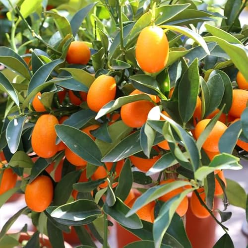 2 Feet Kumquat Tree Live Plant, Grafted Kumquat Tree Live, Large Sweet Fruit Plants, Potted, Well Rooted for Planting Outdoor Garden, No Shipping to CA 2 Feet Kumquat Tree Live Plant, Grafted Kumquat Tree Live, Large Sweet Fruit Plants, Potted, Well Rooted for Planting Outdoor Garden, No Shipping to CA