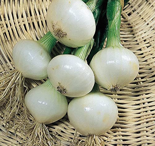 100 Barletta Onion Seeds Allium Cepa Heirloom Vegetable Seeds #TOP1