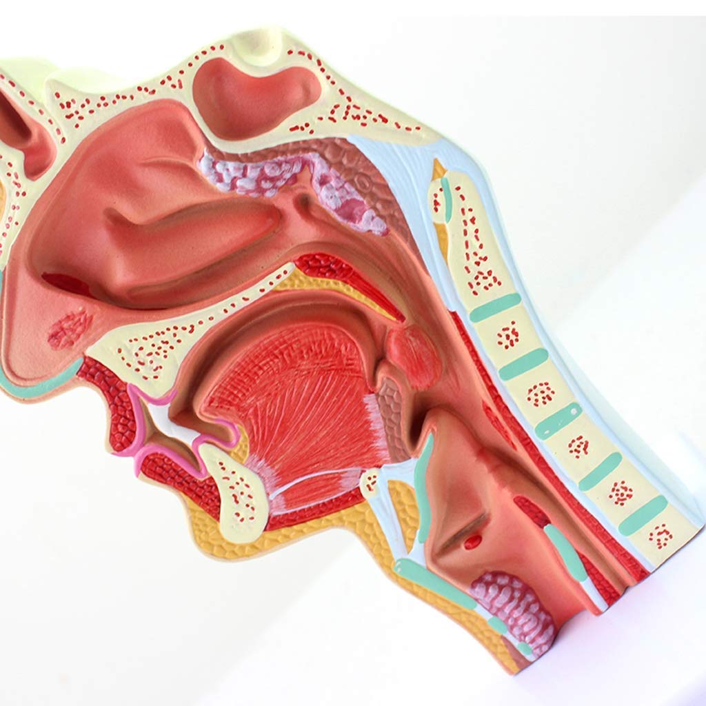 Model dydaktyczny, model jamy nosowej, model anatomii człowieka, model ludzkiej jamy nosowej w skali 1:1 Rozmiar anatomiczny Patologia nosogardzieli Model ENT Narzędzia dydaktyczne Anatomia Biologia