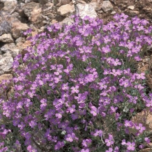 Púrpura del berro de roca 30 Semillas