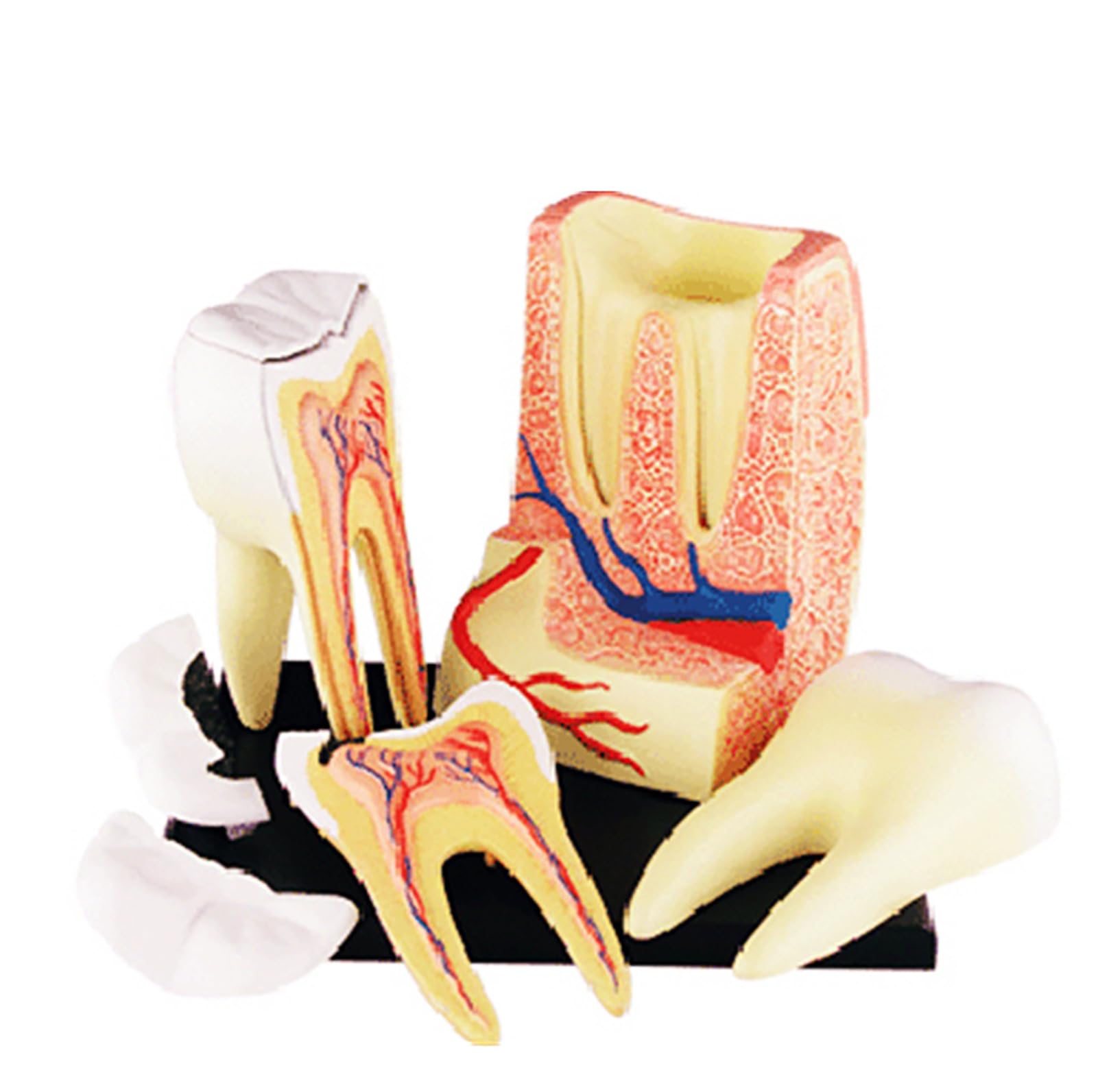 Modèle de dents dentaires 4D AMITD à 23 pièces pour visualiser l'anatomie buccale en détail