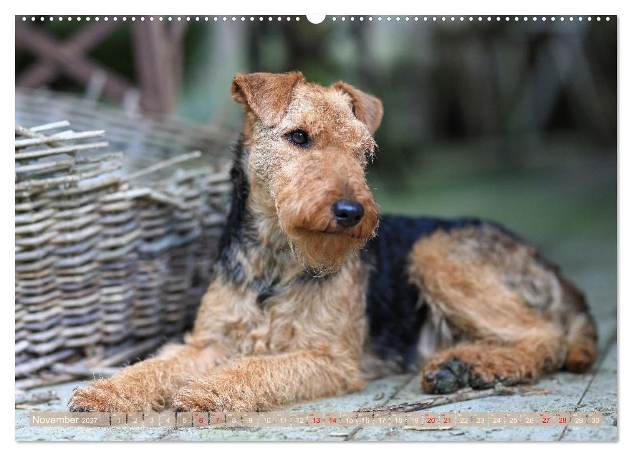 Welsh Terrier - treue Gefährten und vielseitige Jäger (hochwertiger Premium Wandkalender 2027 DIN A2 quer), Kunstdruck in Hochglanz: Stolz, ... unverzichtbarer Begleiter in jeder Situation.