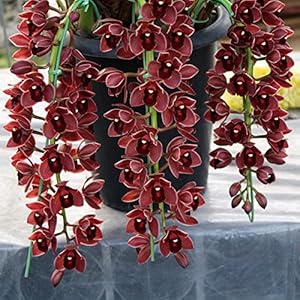 . Bonsai Bonsai 100pcs / pack rosso scuro cinese Cymbidium Fiore Fiori in vaso per interni Cicada Orchid: Only Seeds