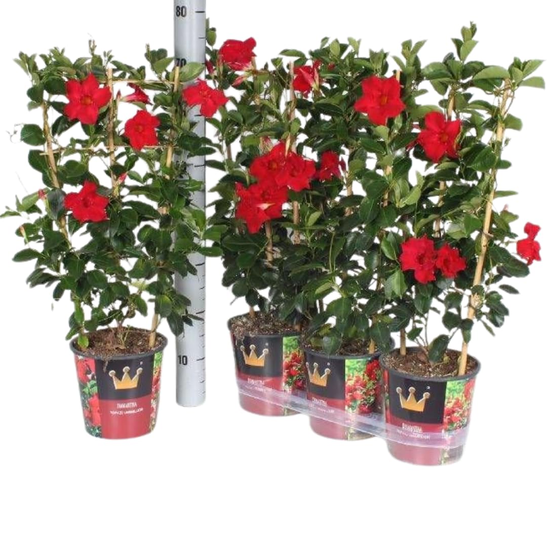 IFLO® Dipladenia Mandevilla rot – blühende Kletterpflanze im Topf für Balkon, Terrasse & Garten, chilenischer Jasmin, 1 Pflanze