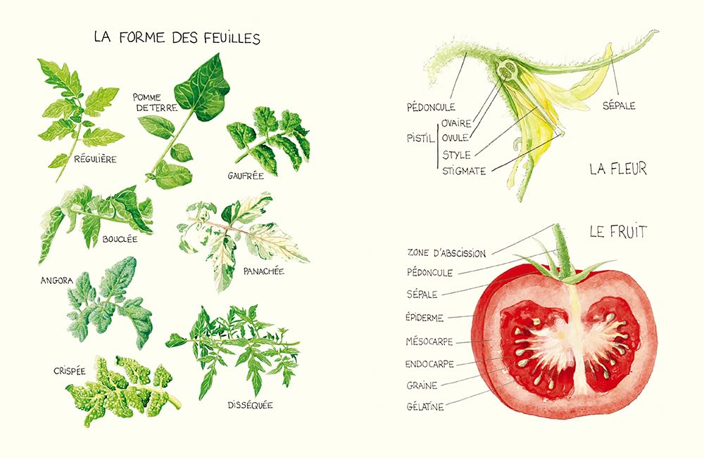Le Conservatoire de la Tomate - Savoir-faire de La Bourdaisière · 50 variétés à cultiver