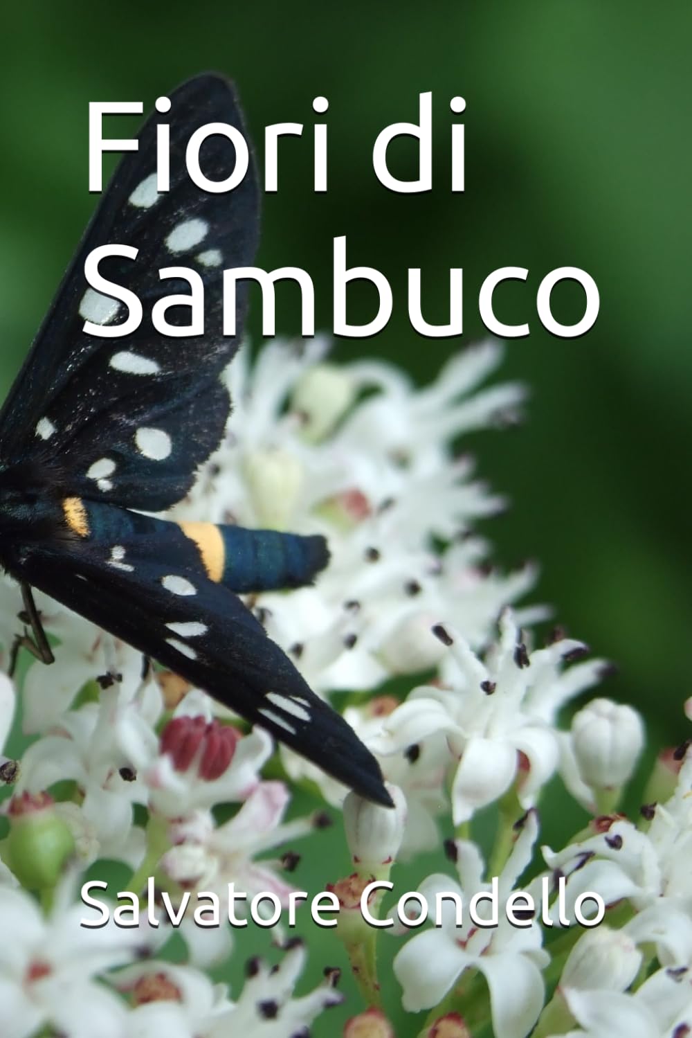 Fiori di Sambuco