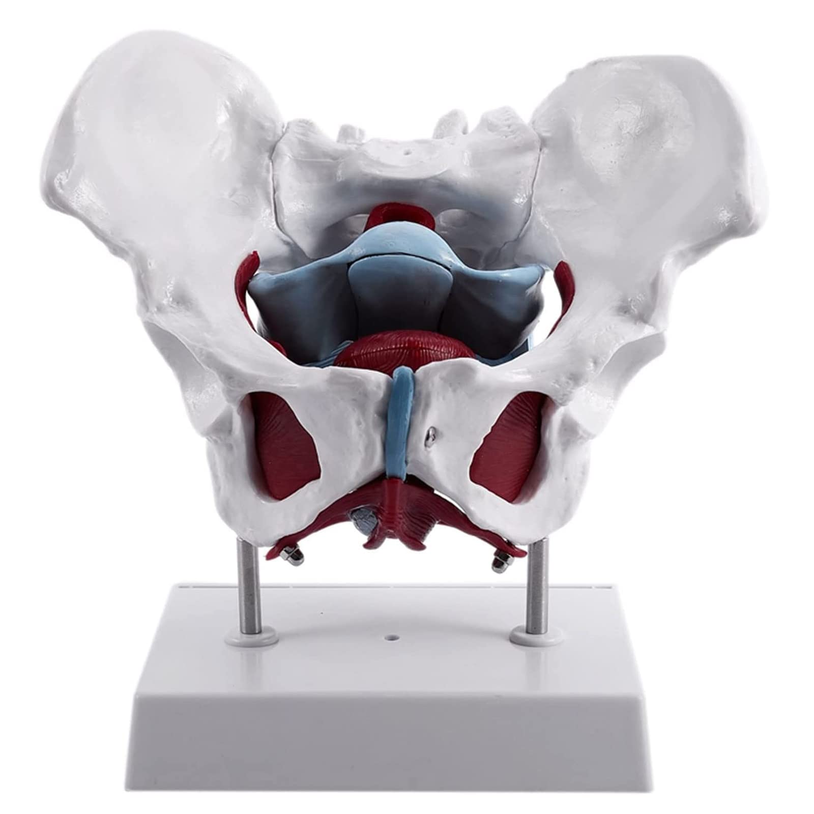 Anatomiczny Model Miednicy Żeńskiej Z Wymiennymi Narządami, Model Szkieletu Miednicy Żeńskiej Naturalnej Wielkości Do Szkolnego Wyświetlacza Medycznego