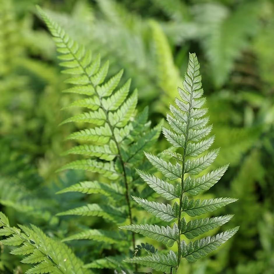 Plant Theory 2L Pot Korean Rock Fern Polystichum Tsussimense Hardy Outdoor Ferns Jungle Plant Trunks