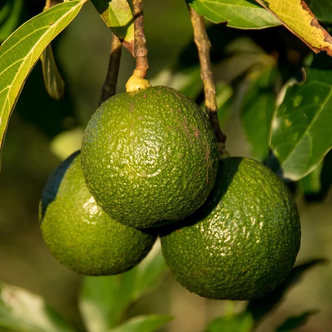 M-Tech Gardens Avocado (" Reed " Butter Fruit/Persea americana, Grafted) Exotic 1 Live Fruit Plant (B09HR7S83K) Amazon Price History, Amazon Price Tracker